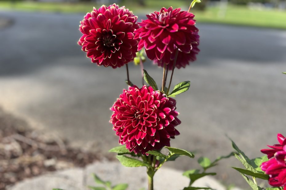 3 dahlia blooms dominate this photo. they are a magenta sort of pinkish red, large and healthy