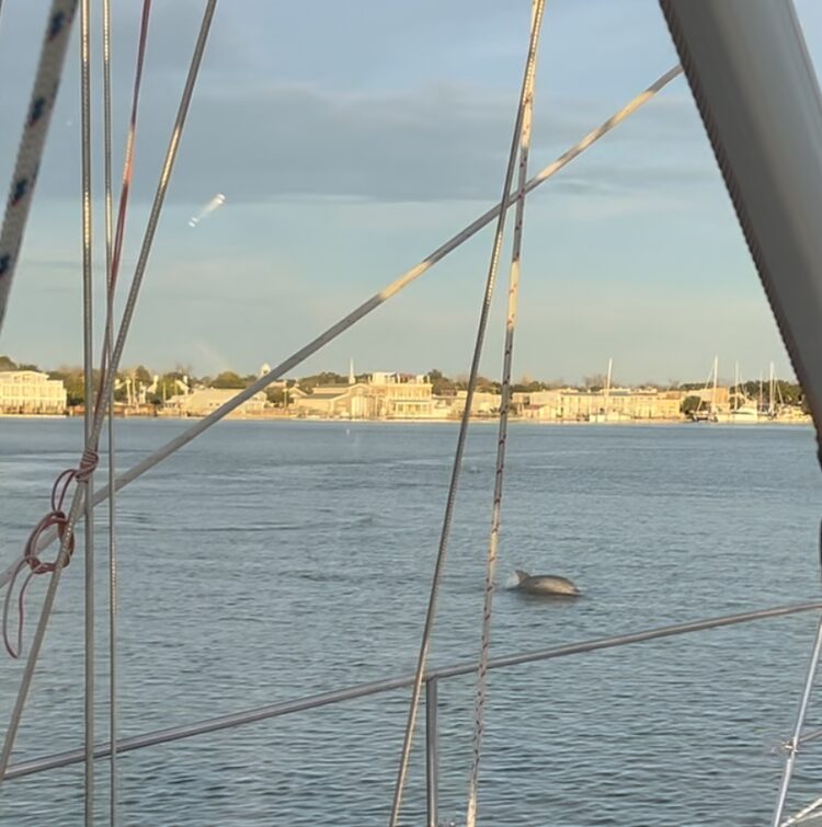 looking from a boat, a harbor type city is in the background in golden sunset light. a dolphin surfaces in the waters in the foreground.